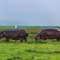 Ngorongoro Crater